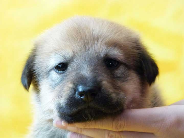 chinook puppy